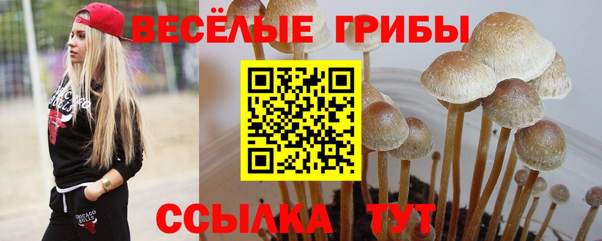 Галлюциногенные грибы мицелий  Вход с VPN  Среднеуральск  Псилоцибиновые грибы GOLDEN TEACHER 